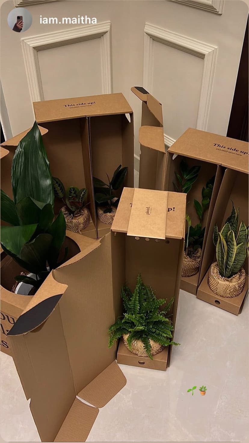 Houseplants in boxes