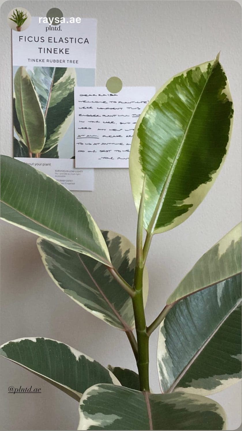Ficus Elastica