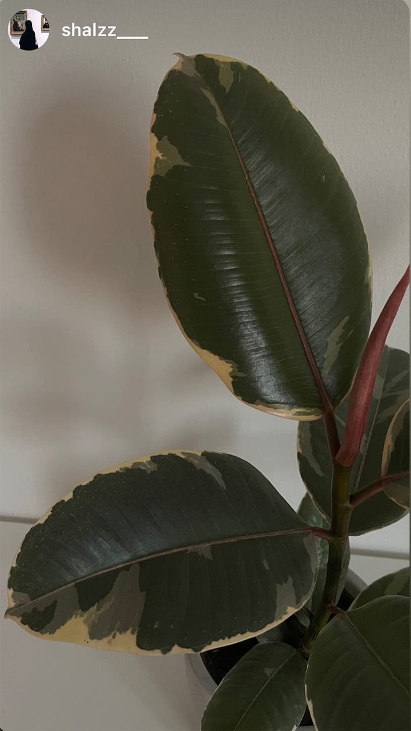 Variegated rubber plant
