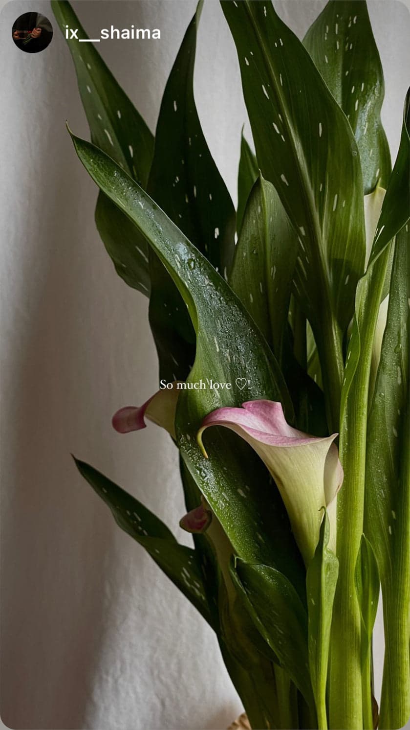 Plant leaves closeup