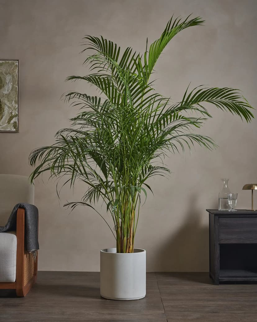 Areca Palm