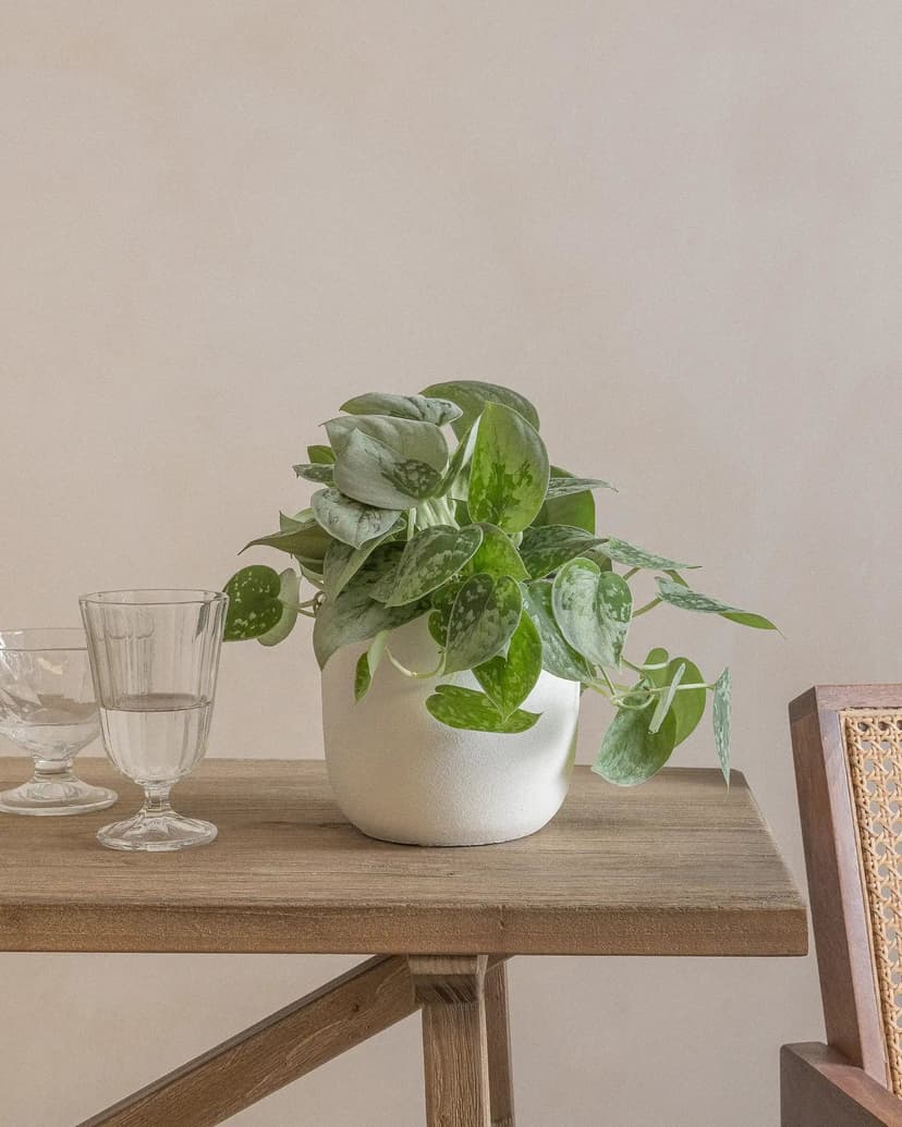 Silver Pothos