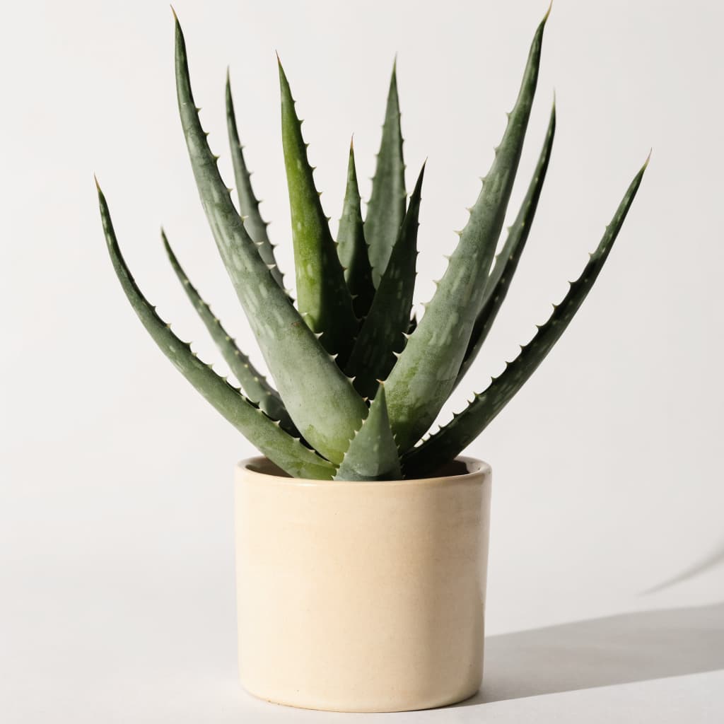 Aloe Vera