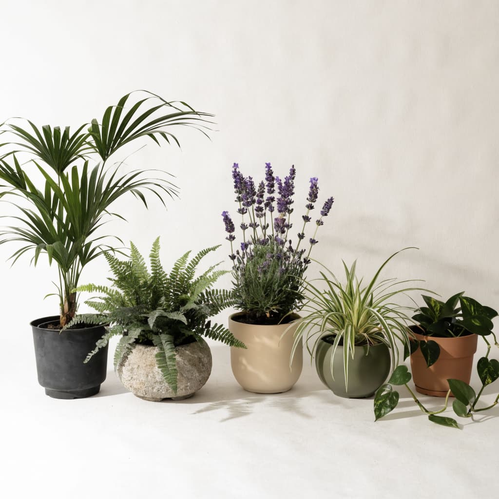 Balcony Bundle - 5 Plants