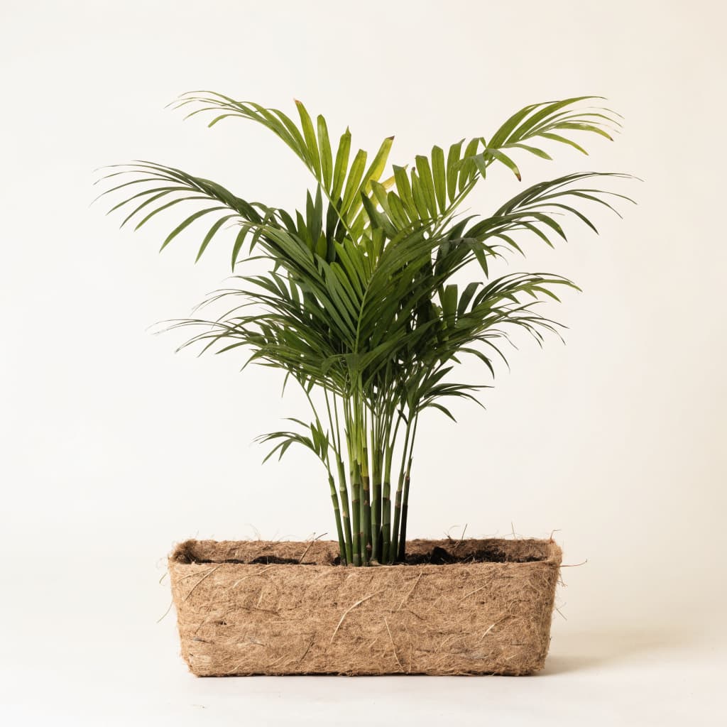 Bamboo Palm - Privacy Rectangle