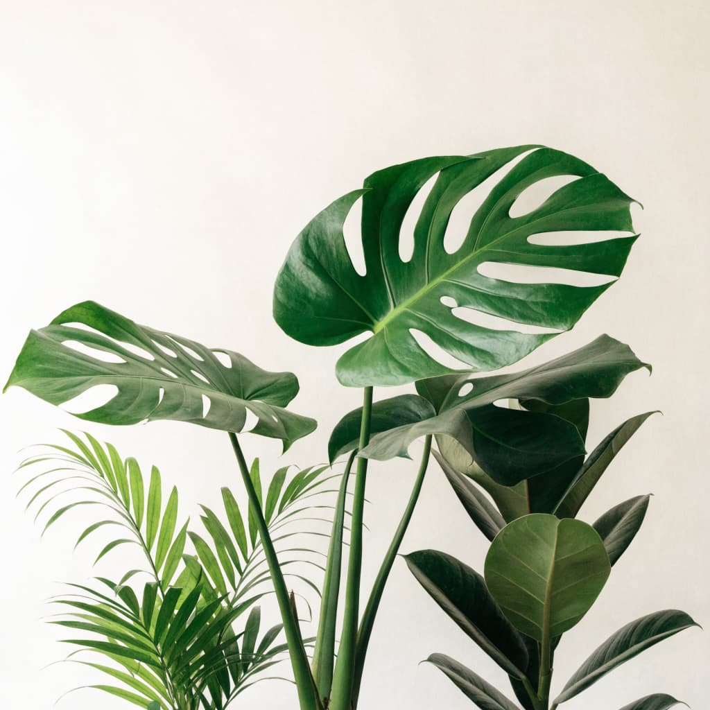 Big-Leaf Tropical Set