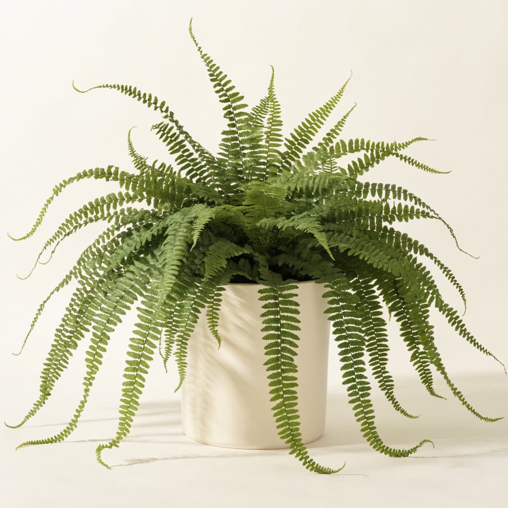Boston Fern