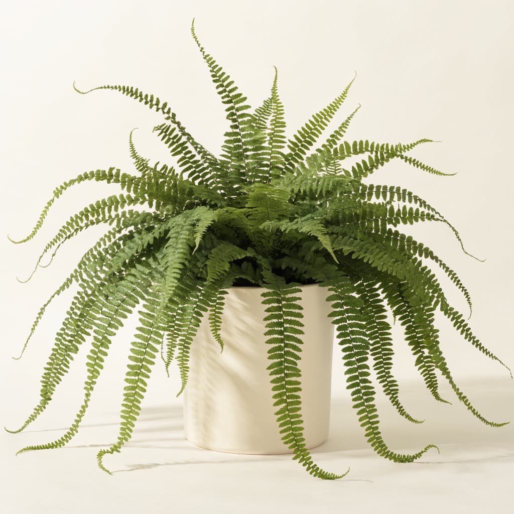 Boston Fern