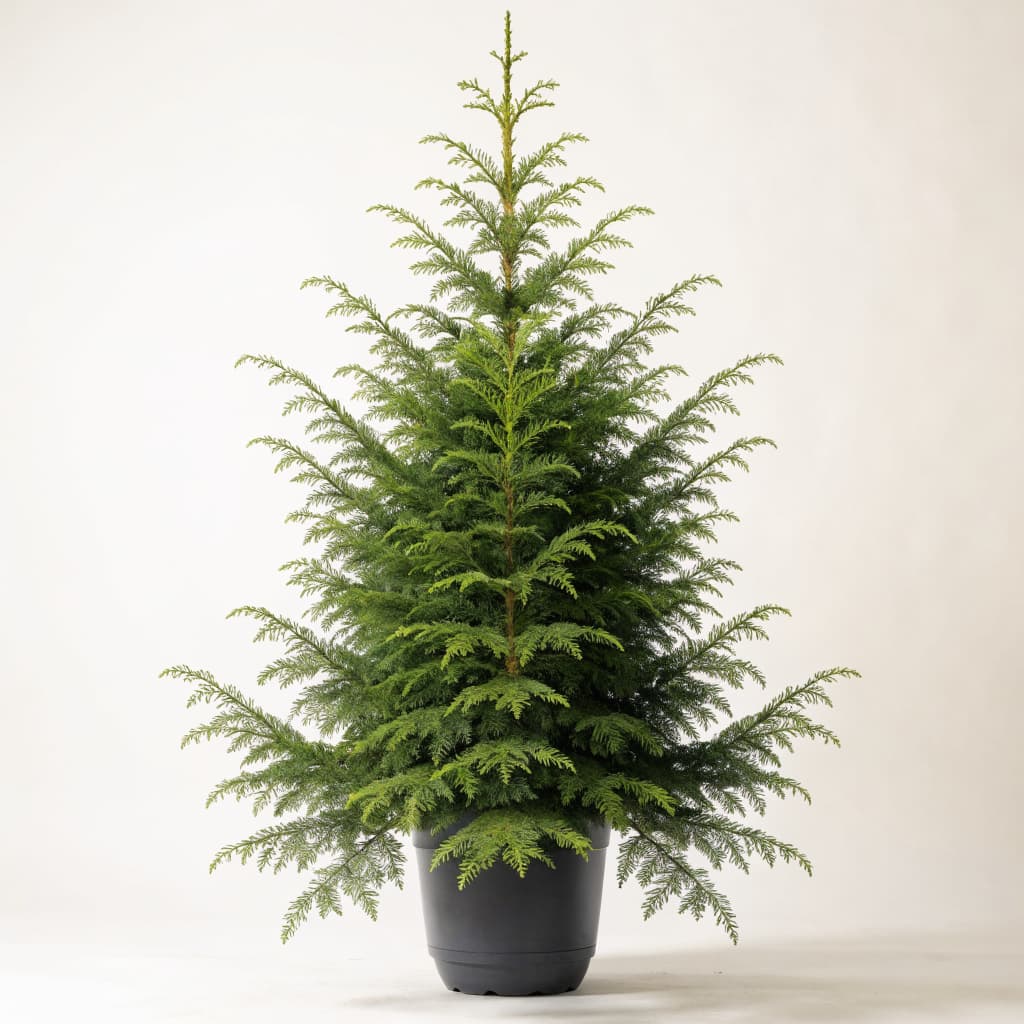 Cedar Tree