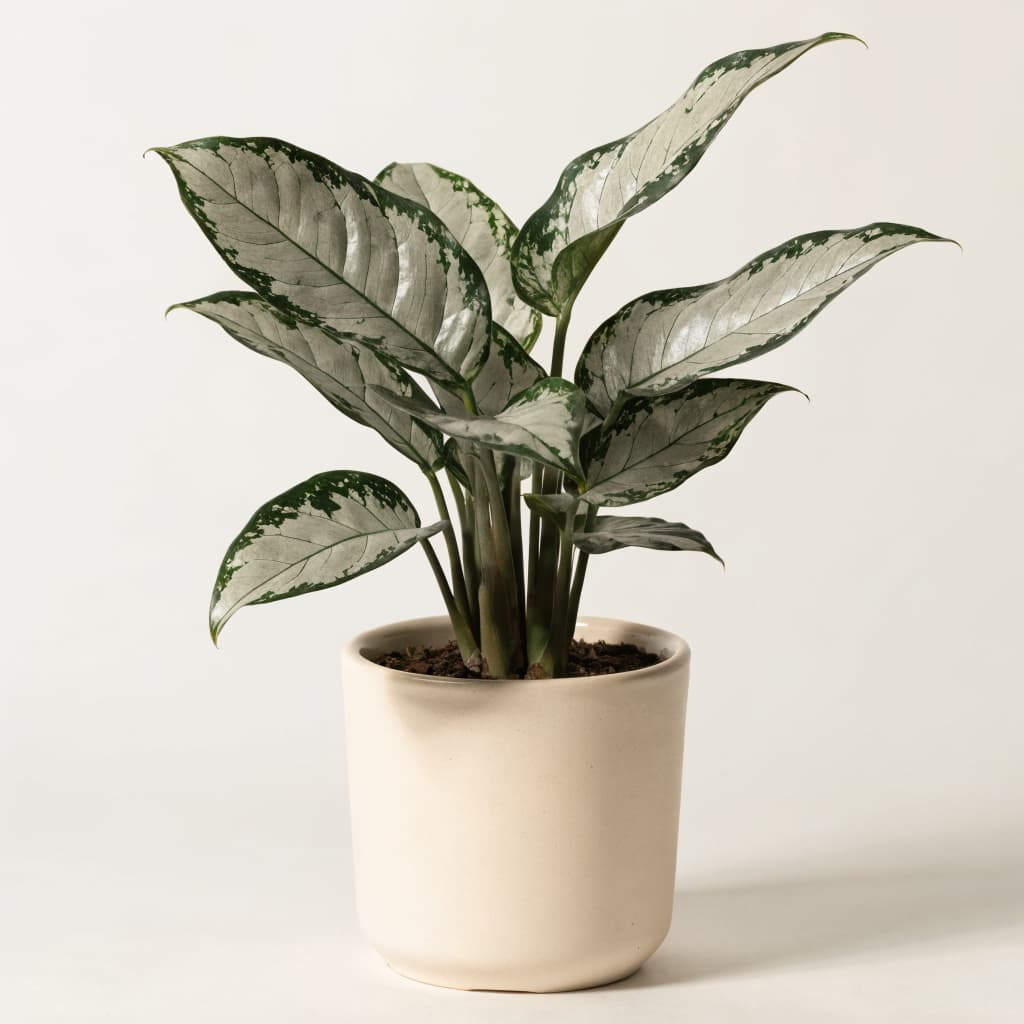 Chinese Evergreen