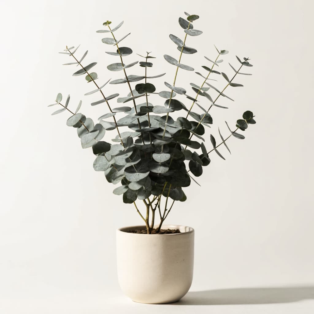 Eucalyptus