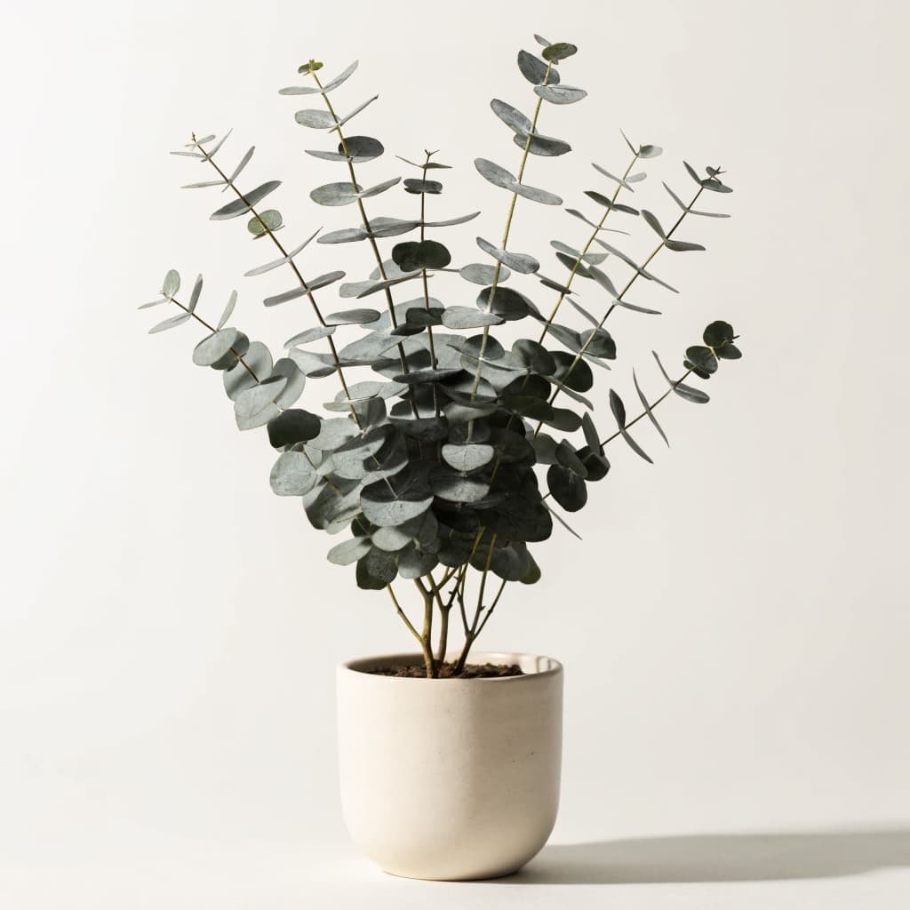 Eucalyptus