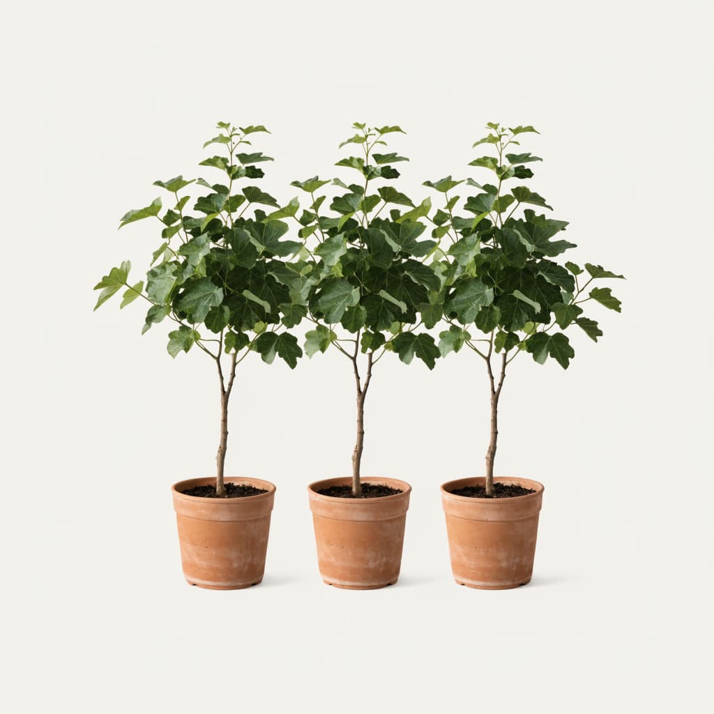 Fig Tree Trio