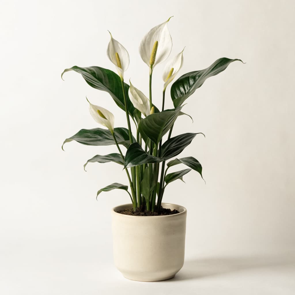 Peace Lily