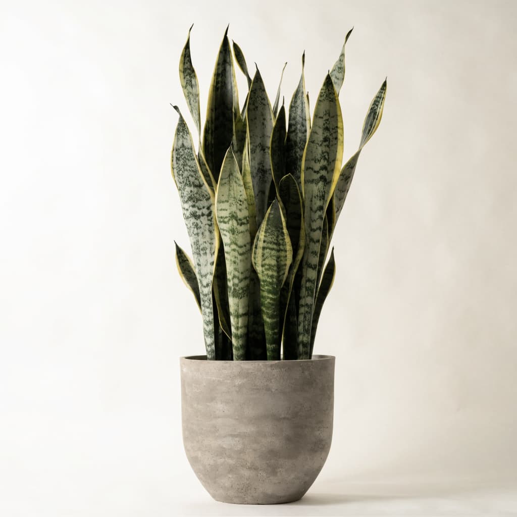 Snake Plant - Tall Fiber Pot