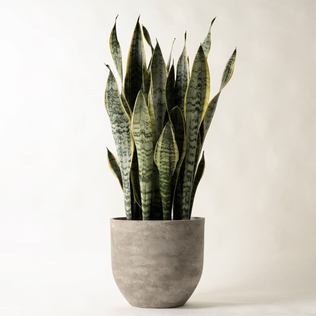 Snake Plant - Tall Fiber Pot