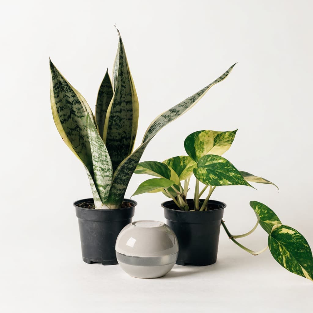 Snake Plant & Golden Pothos Beginner Set with White Ceramic Pot