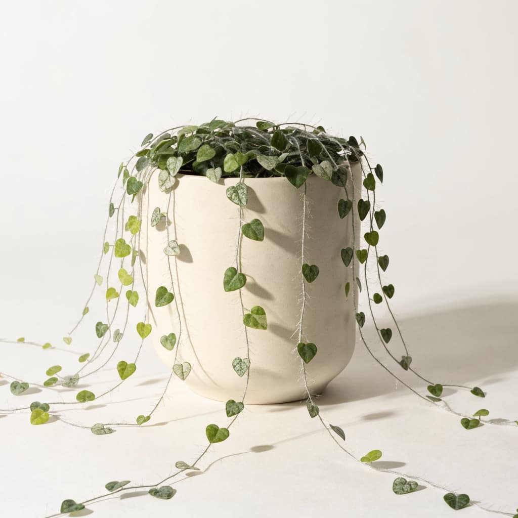 String of Hearts