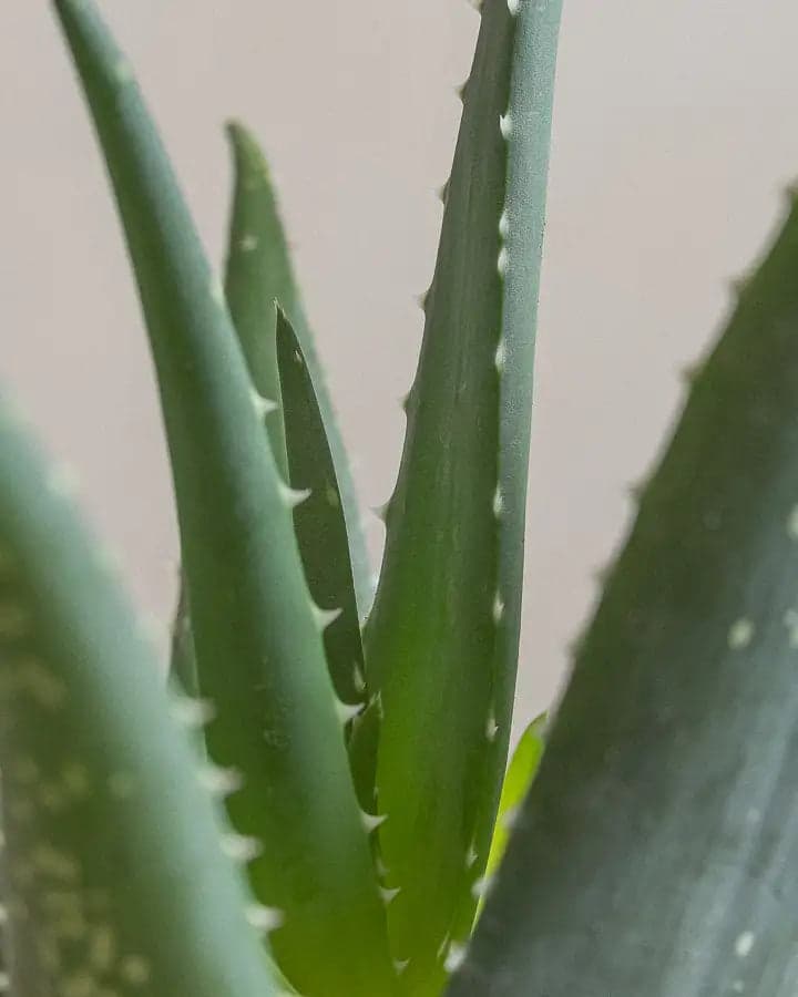 Aloe Vera