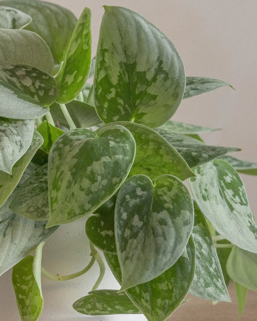 Silver Pothos