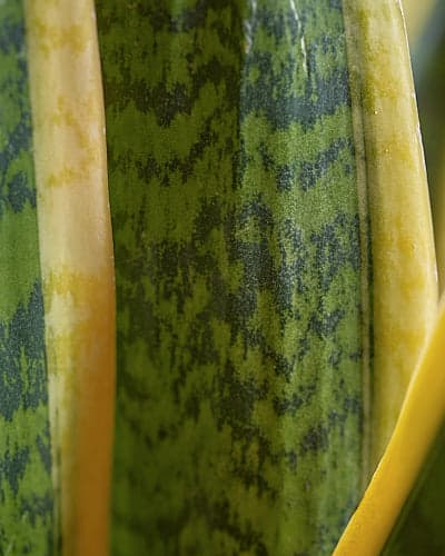Snake Plant