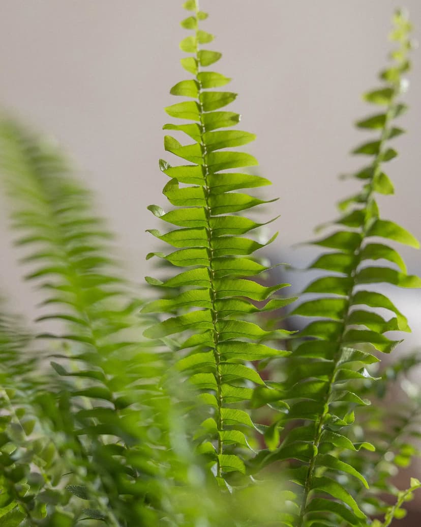 Boston Fern
